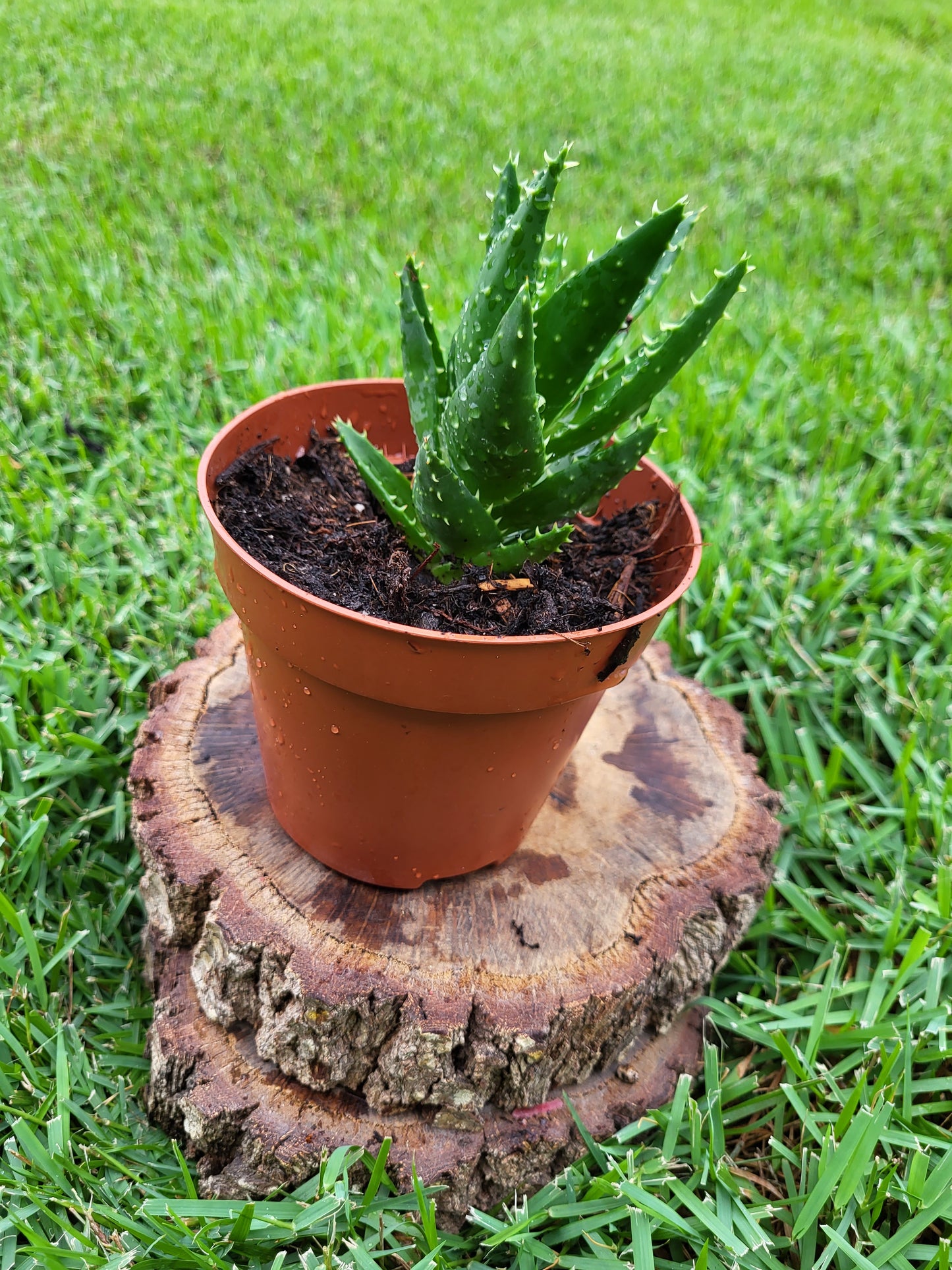 Short-Leaf Aloe