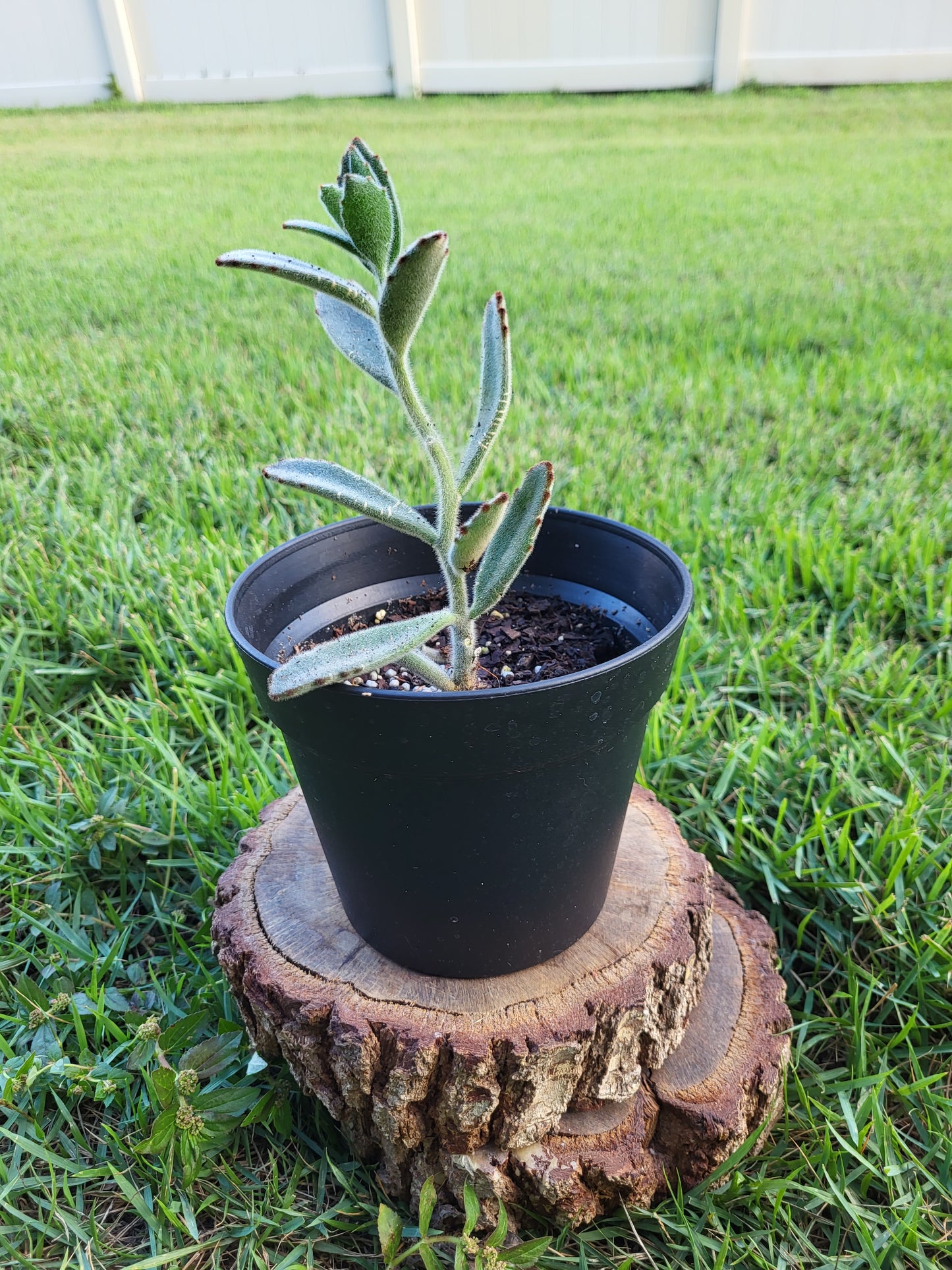 Chocolate Soldier Plant