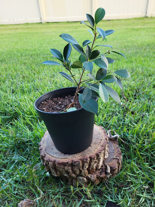 Chinese Banyan