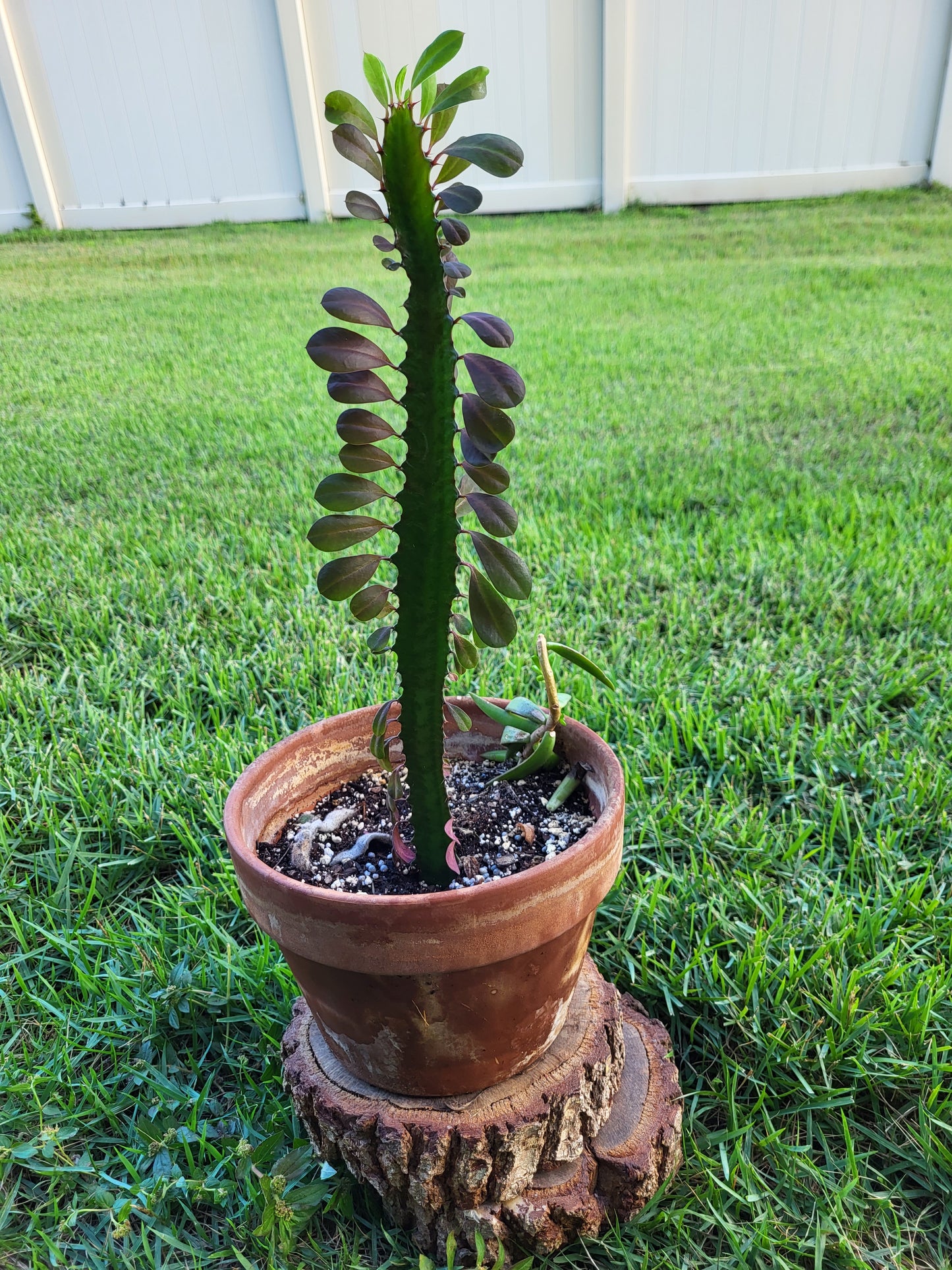 African Milk Tree