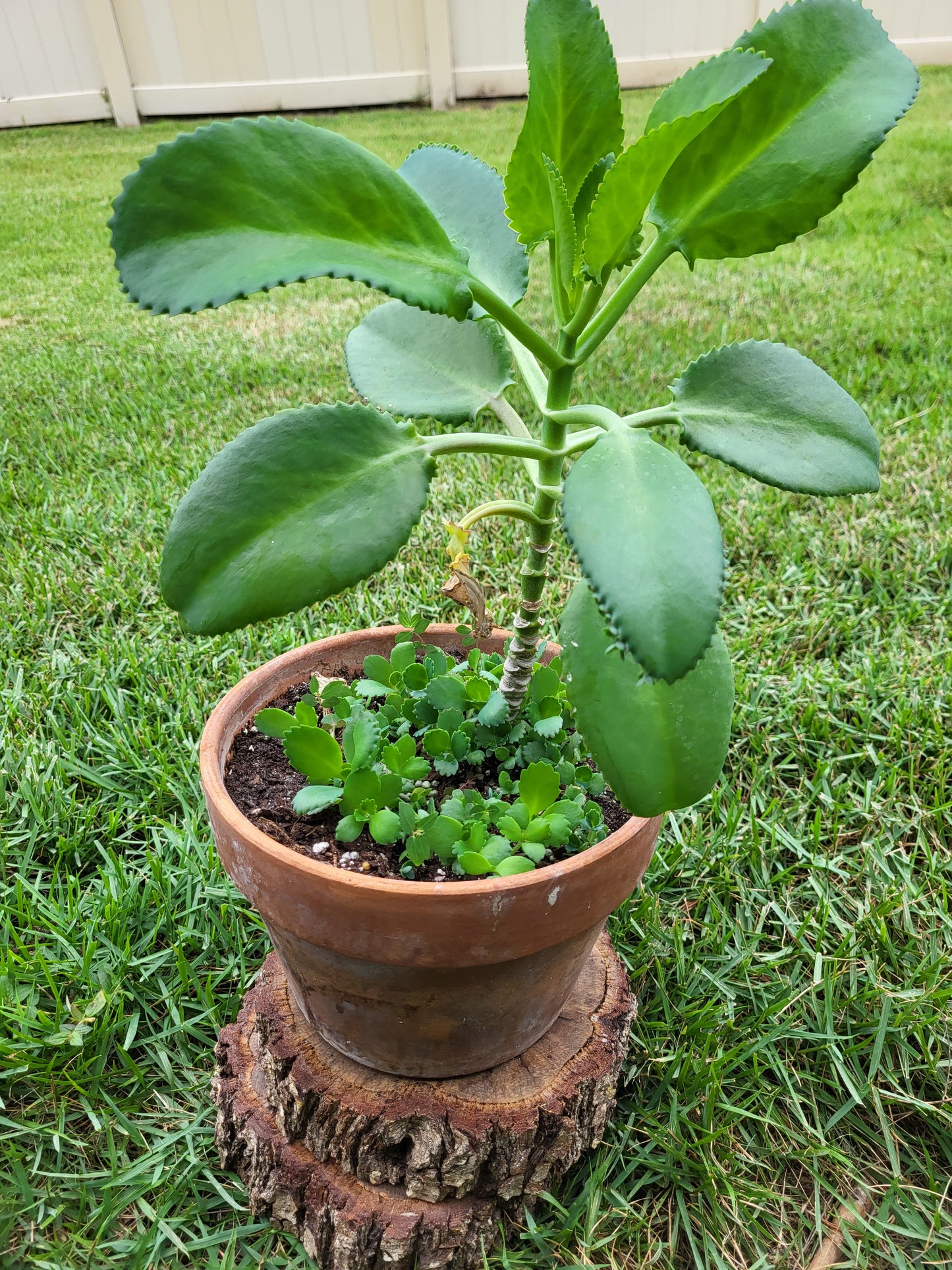 Alligator Plant