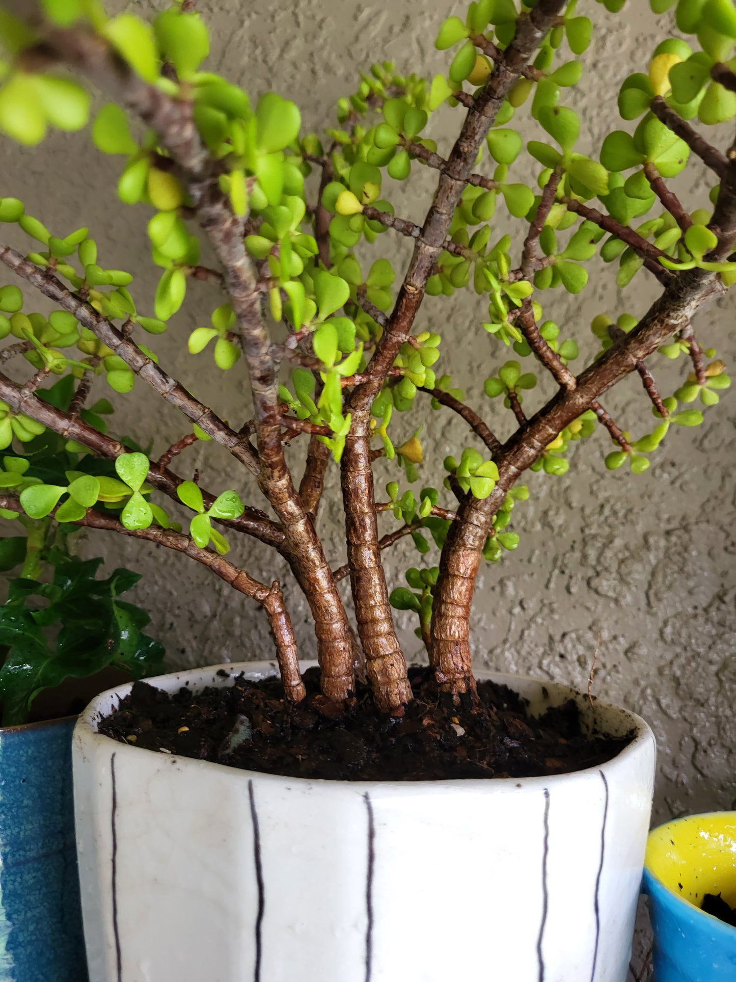 Bonsai Jade