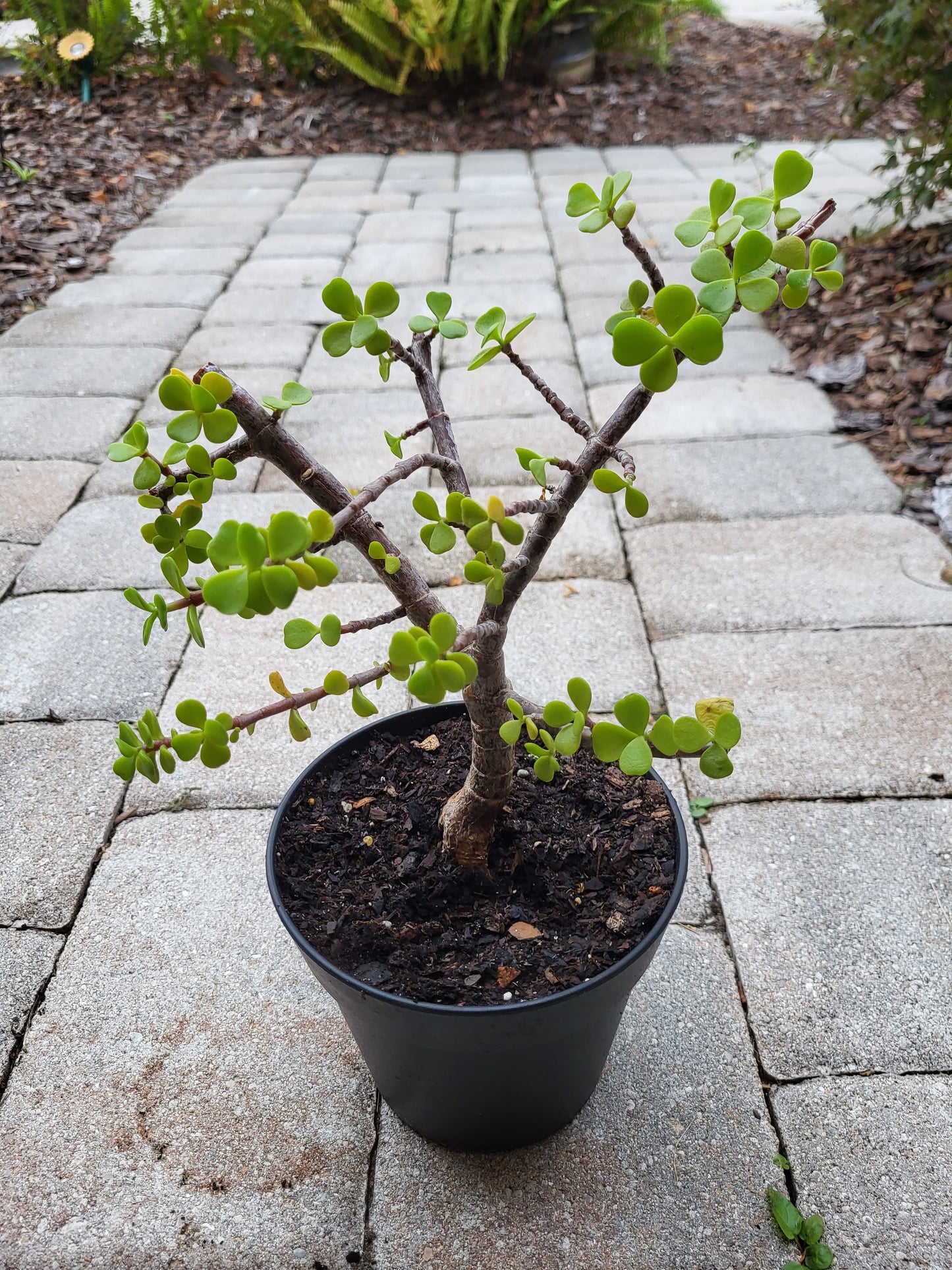 Bonsai Jade