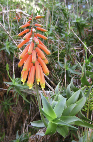 Climbing Aloe