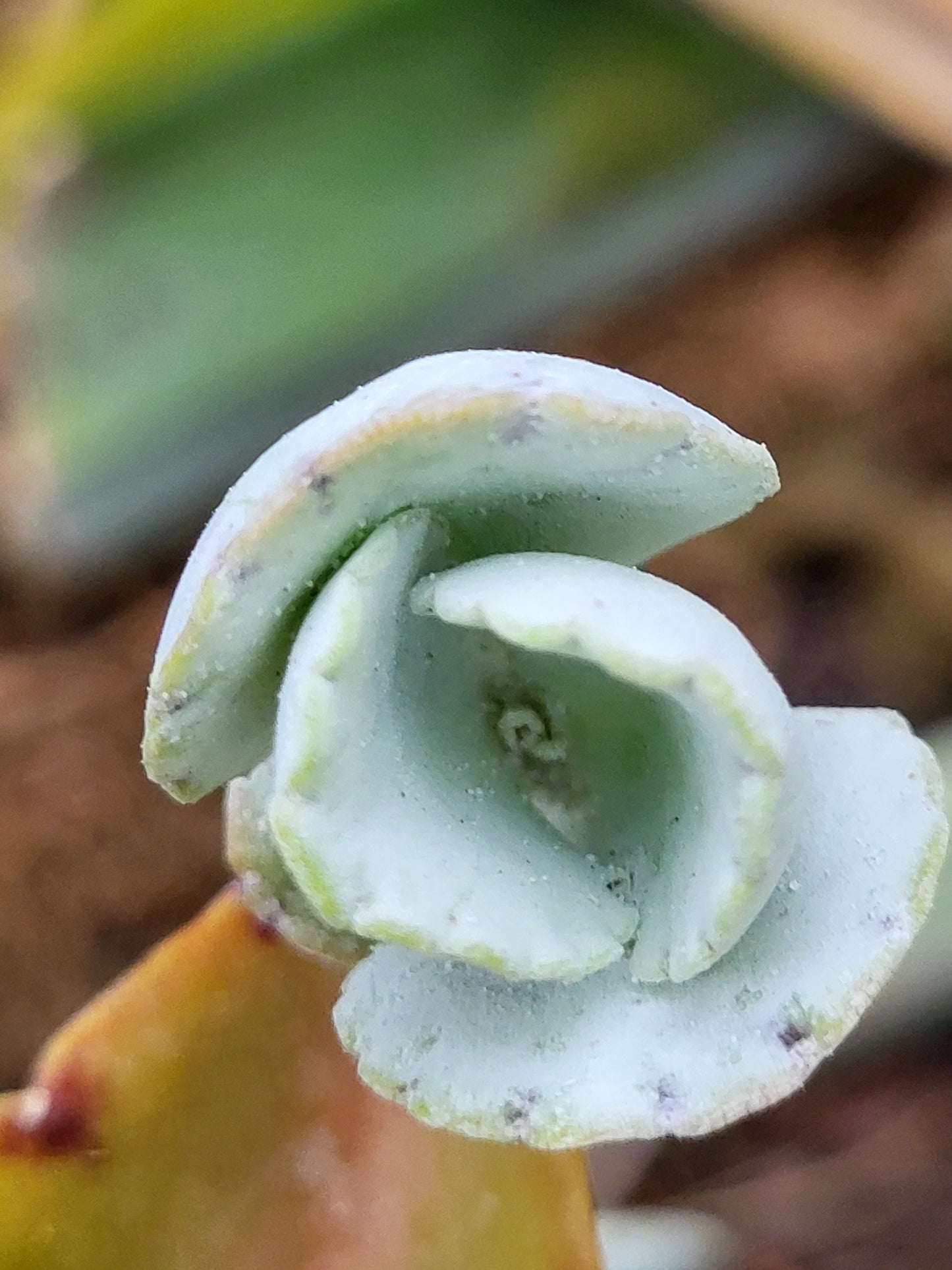 Donkey Ear Plant