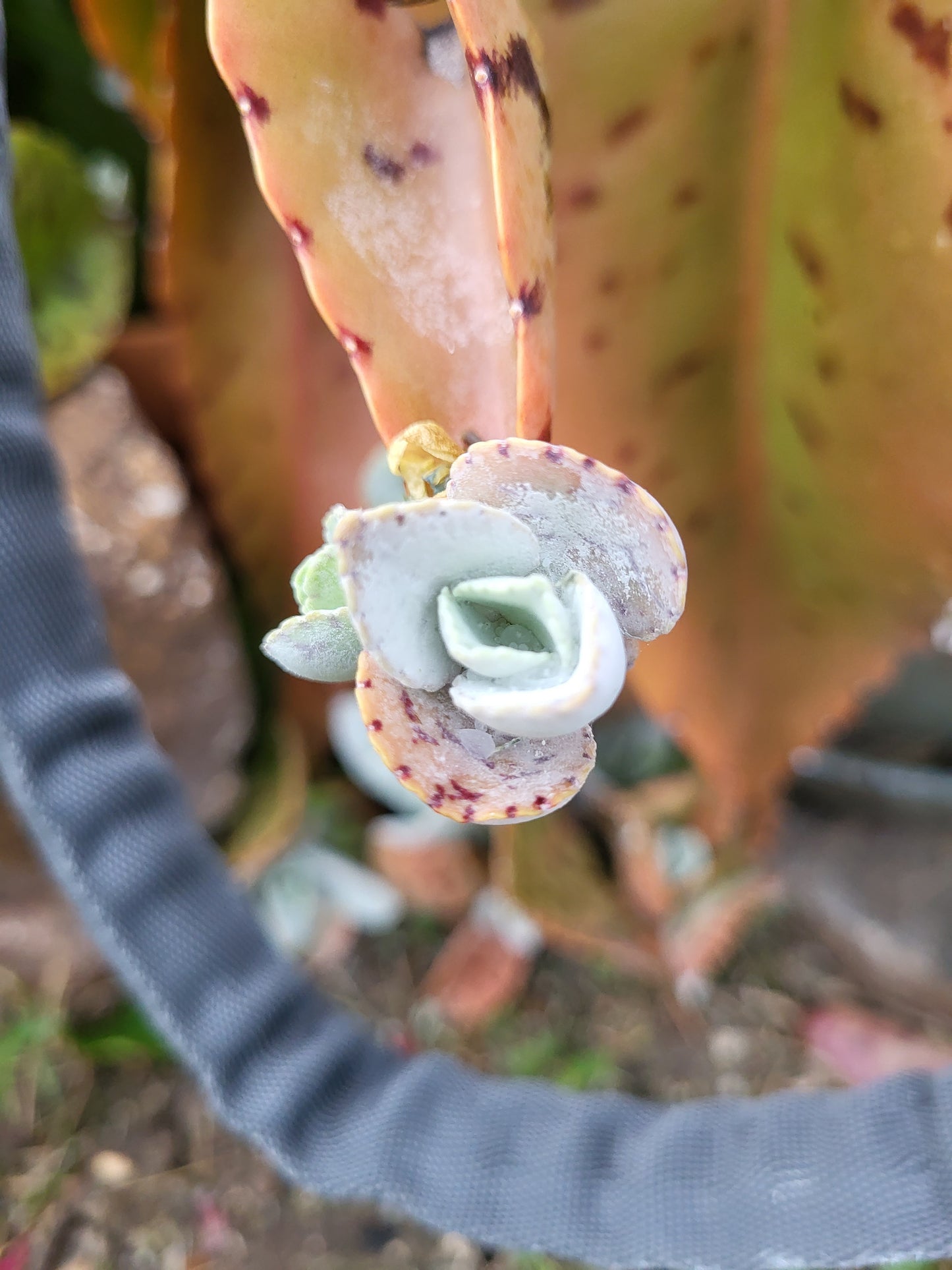 Donkey Ear Plant