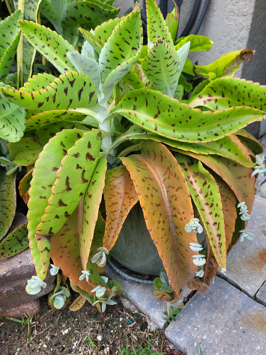 Donkey Ear Plant