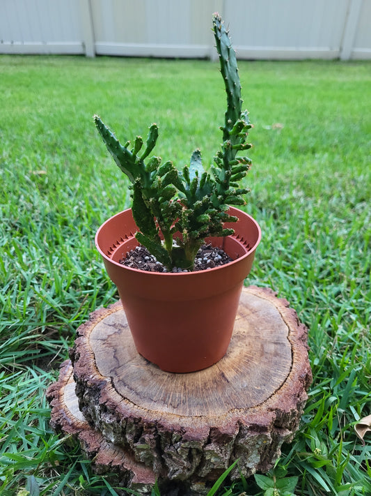 Drooping Prickly Pear