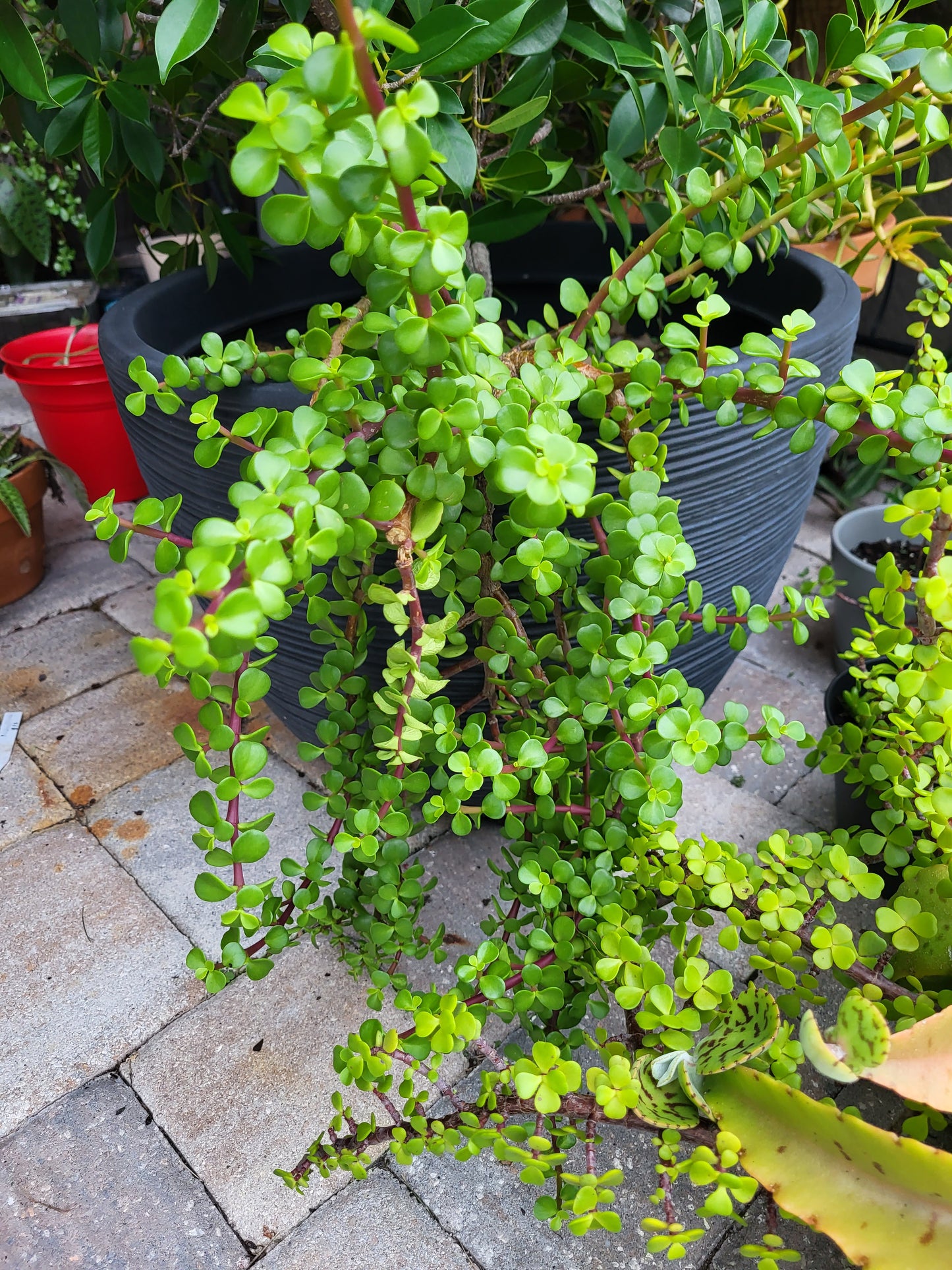 Elephant Bush