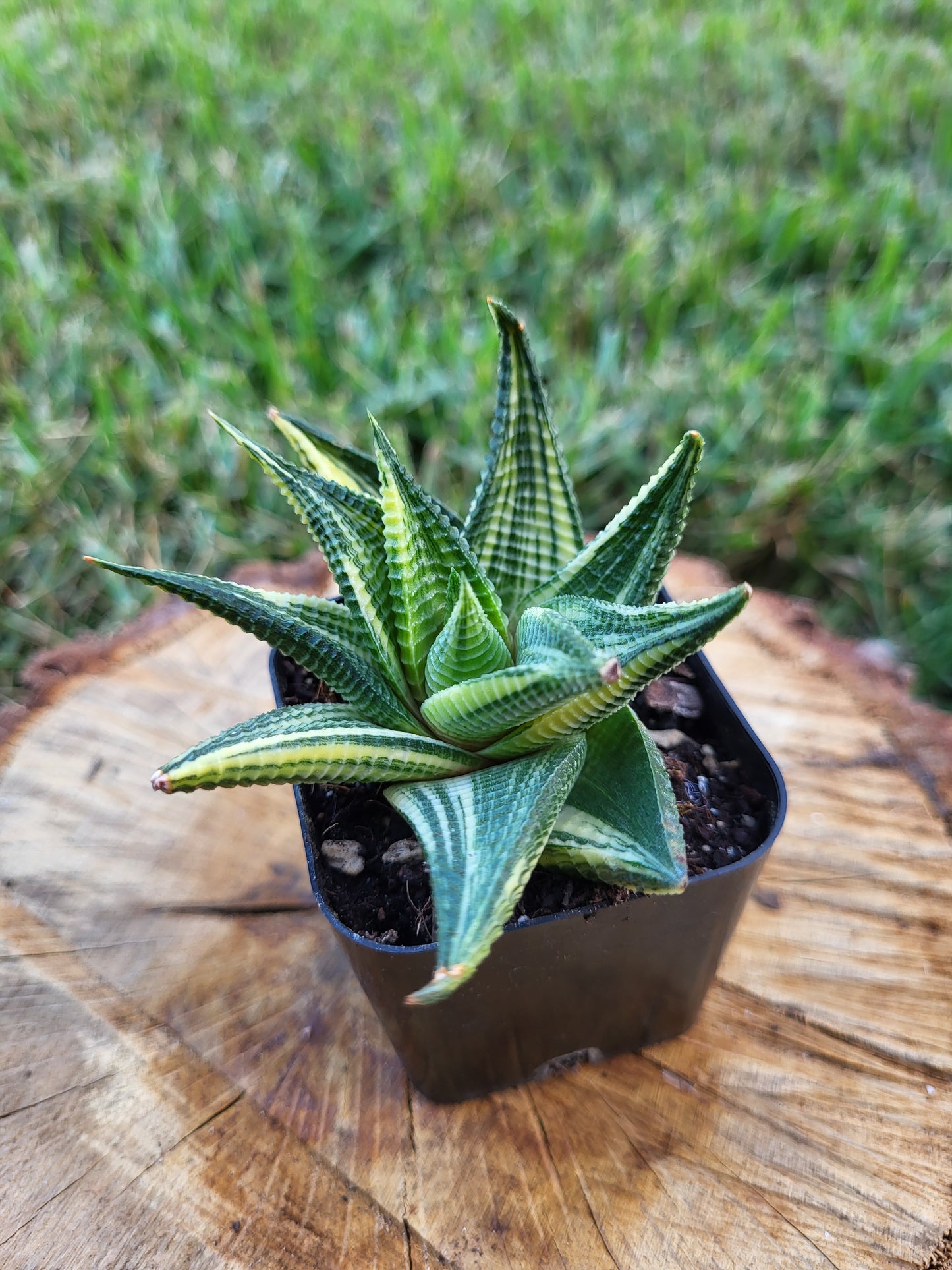 Rare Haworthia Limifolia Variegata