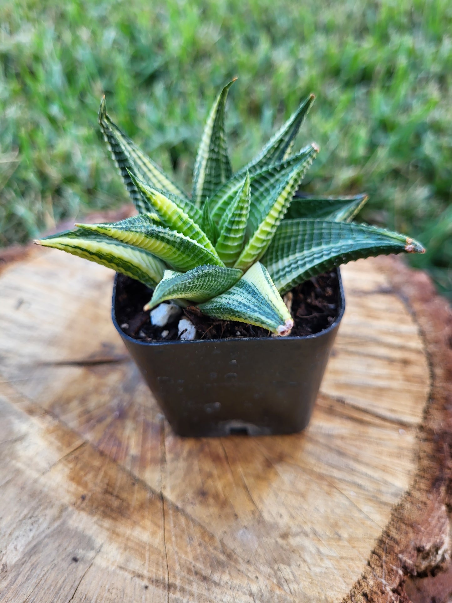 Rare Haworthia Limifolia Variegata