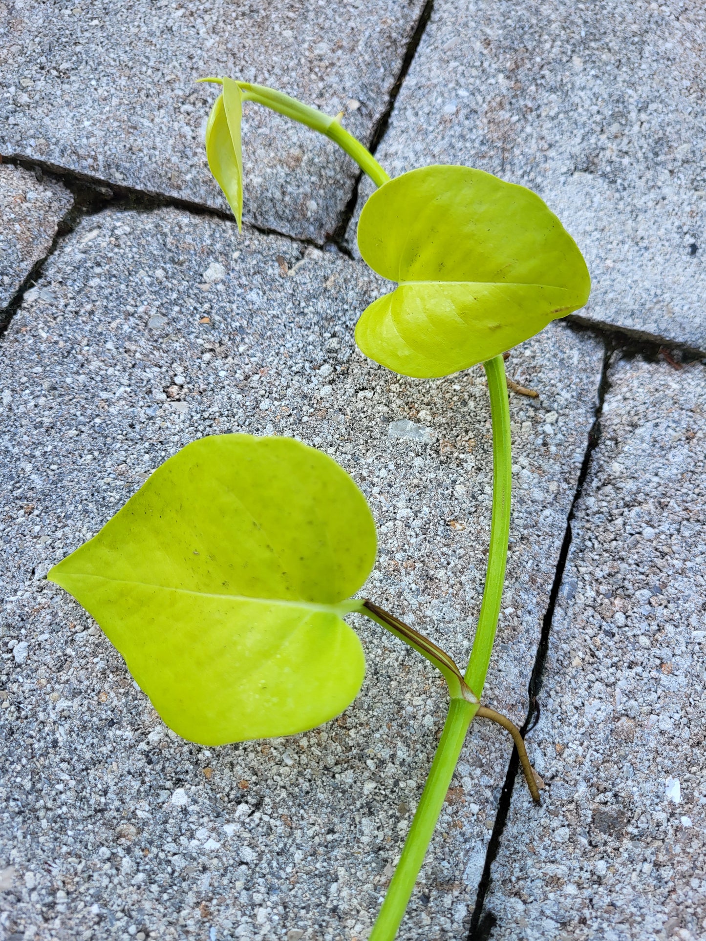 Heartleaf Lemon Lime Philodendron