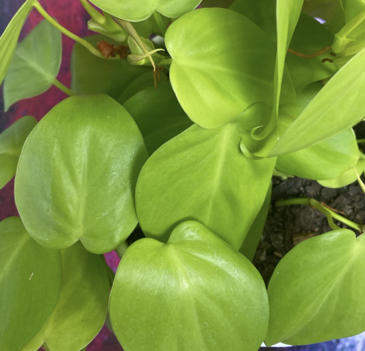 Heartleaf Lemon Lime Philodendron