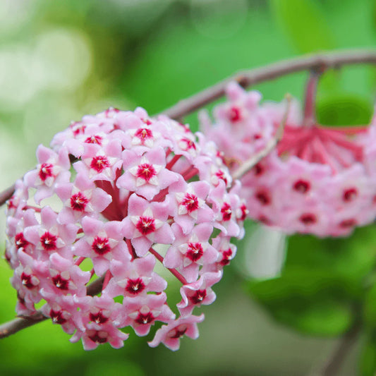 Hoya Carnosa, Curly Rope Plant