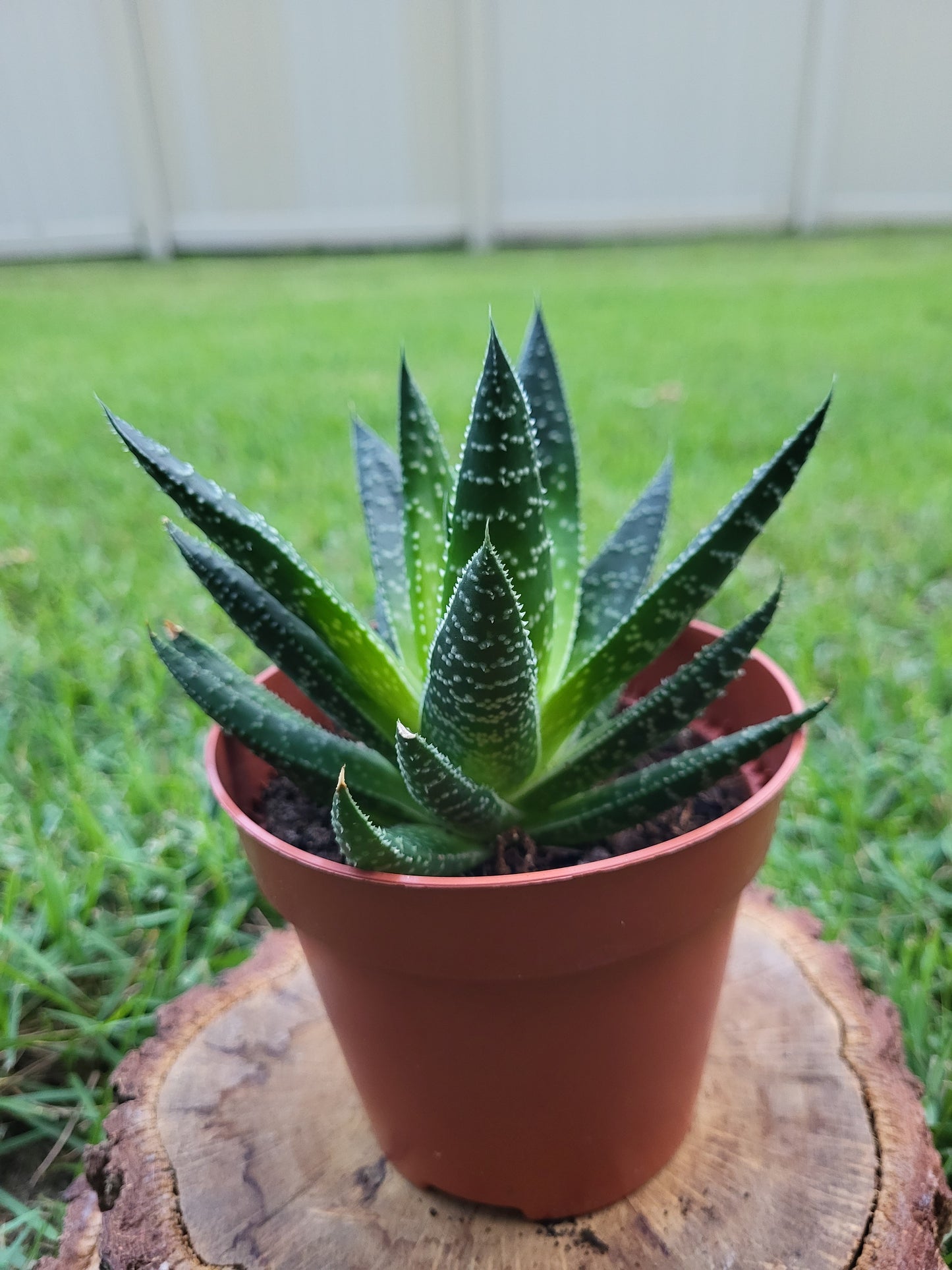 Short-Leaf Aloe