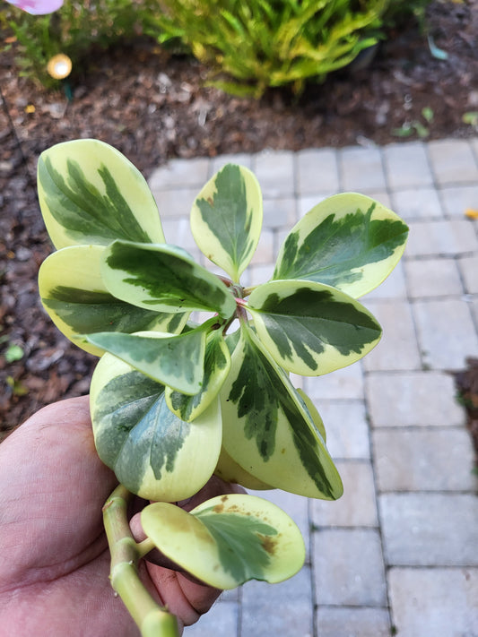 Peperomia Obtusifolia Variegated Marble Baby Rubber Plant