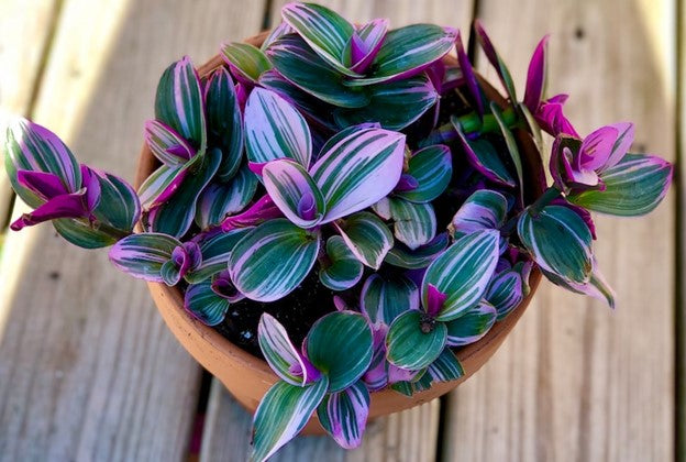 Rare Tradescantia Nanouk Lilac