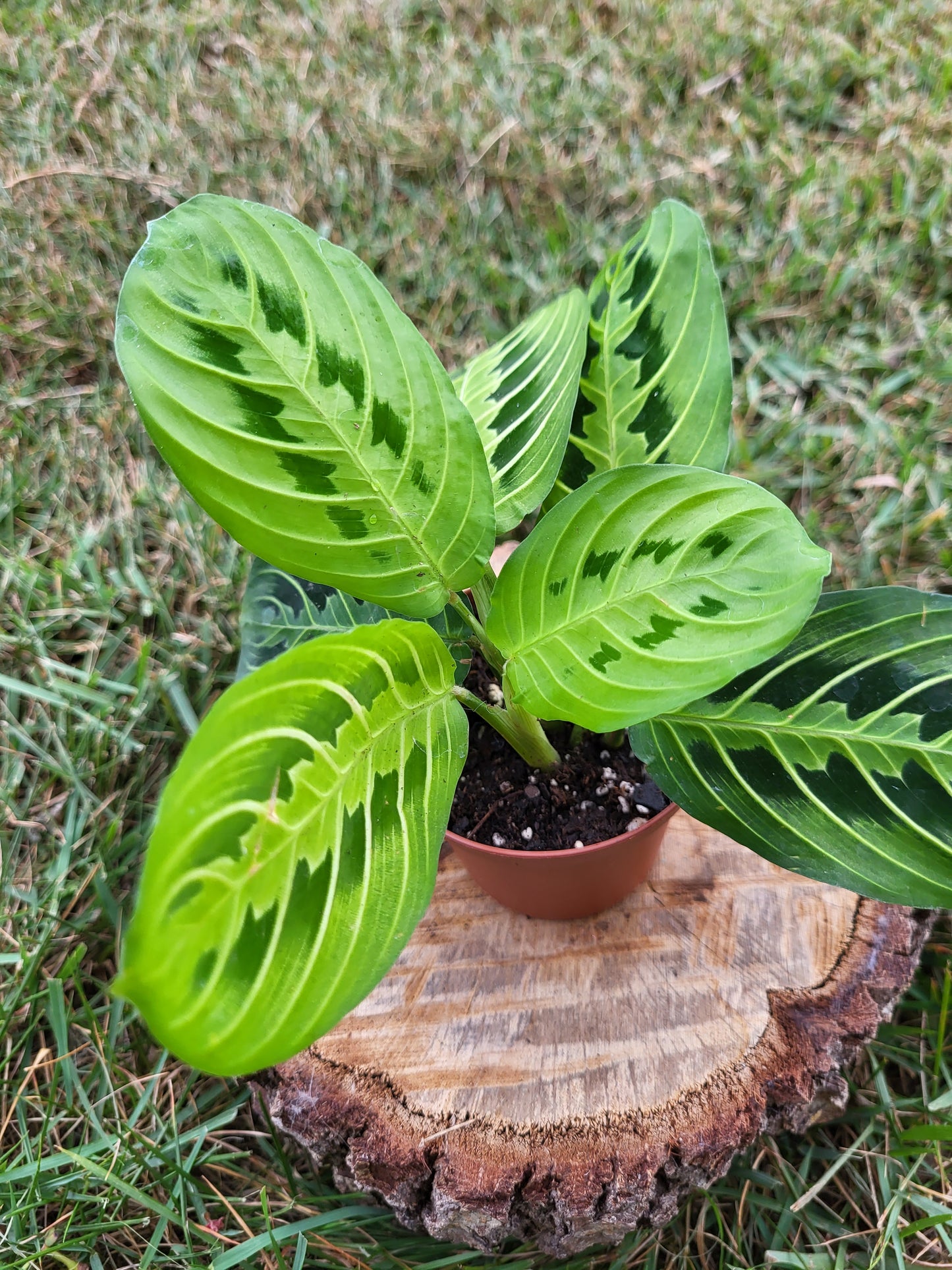 Prayer Plant - Lemon Lime - Maranta Leuconeura - Tropical Plant