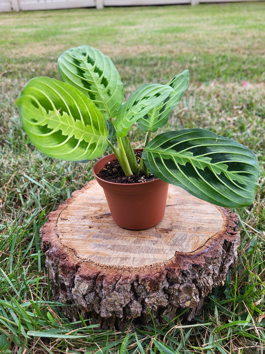 Prayer Plant - Lemon Lime - Maranta Leuconeura - Tropical Plant