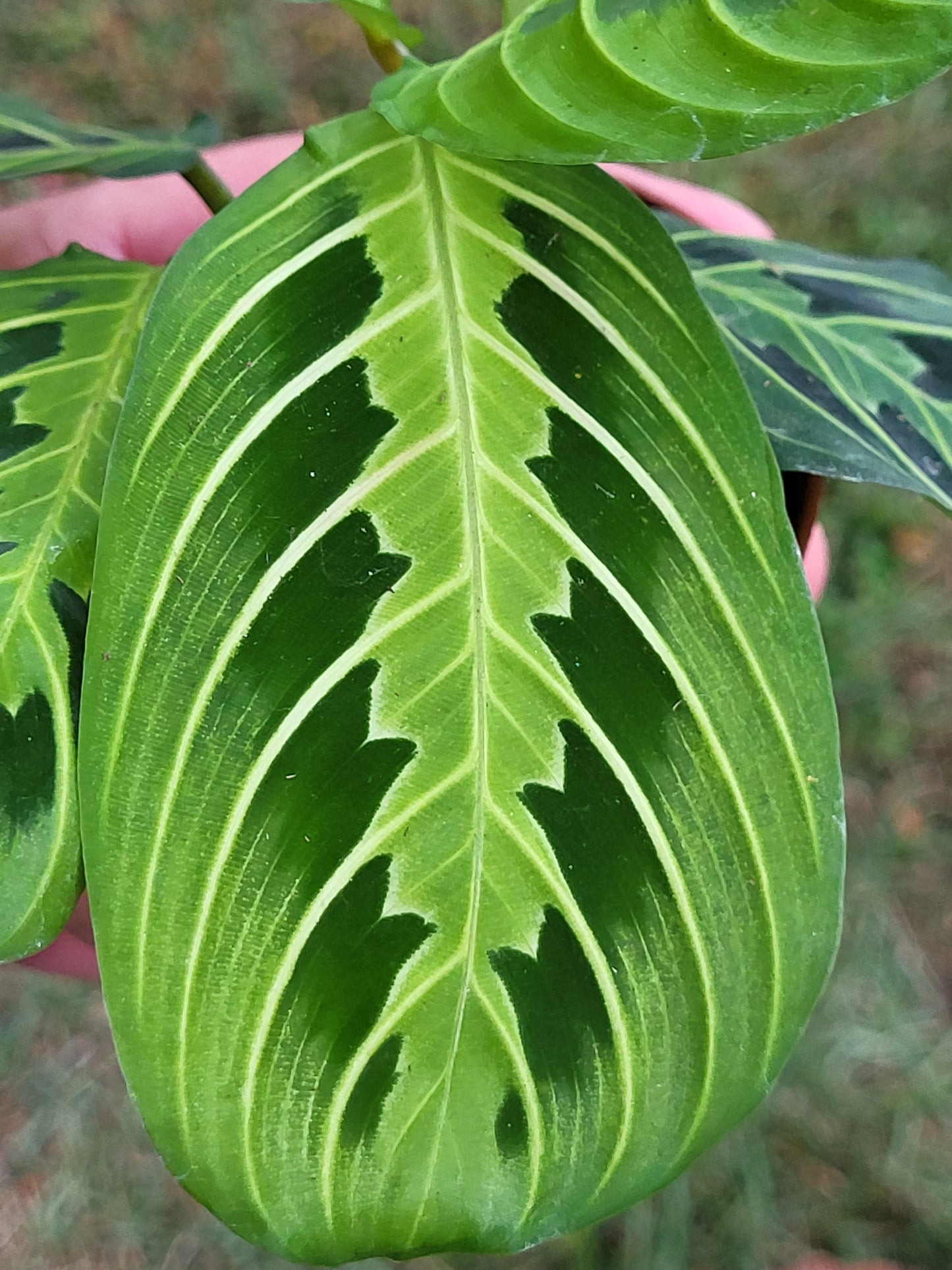 Prayer Plant - Lemon Lime - Maranta Leuconeura - Tropical Plant