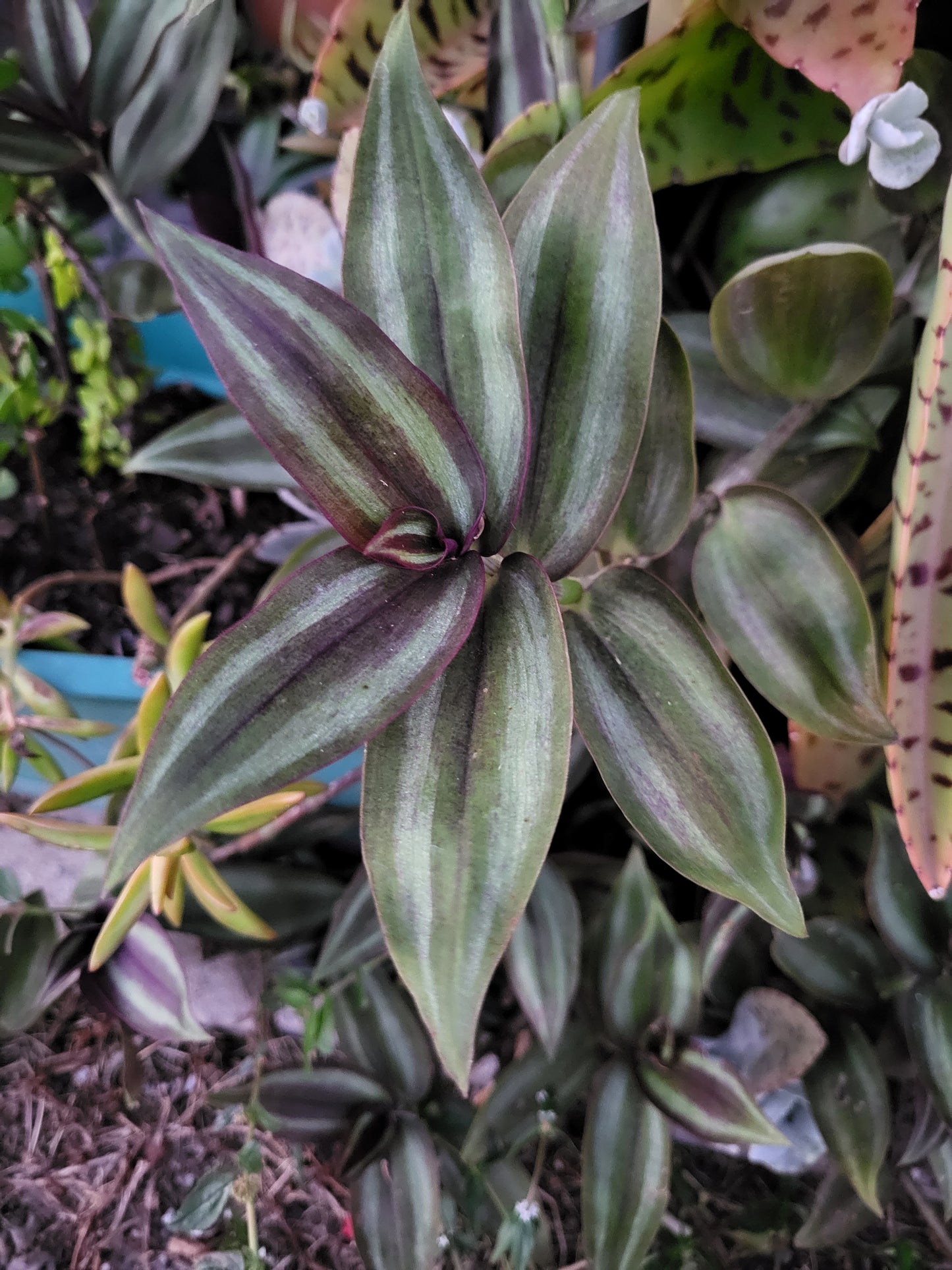 Purple Spiderwort