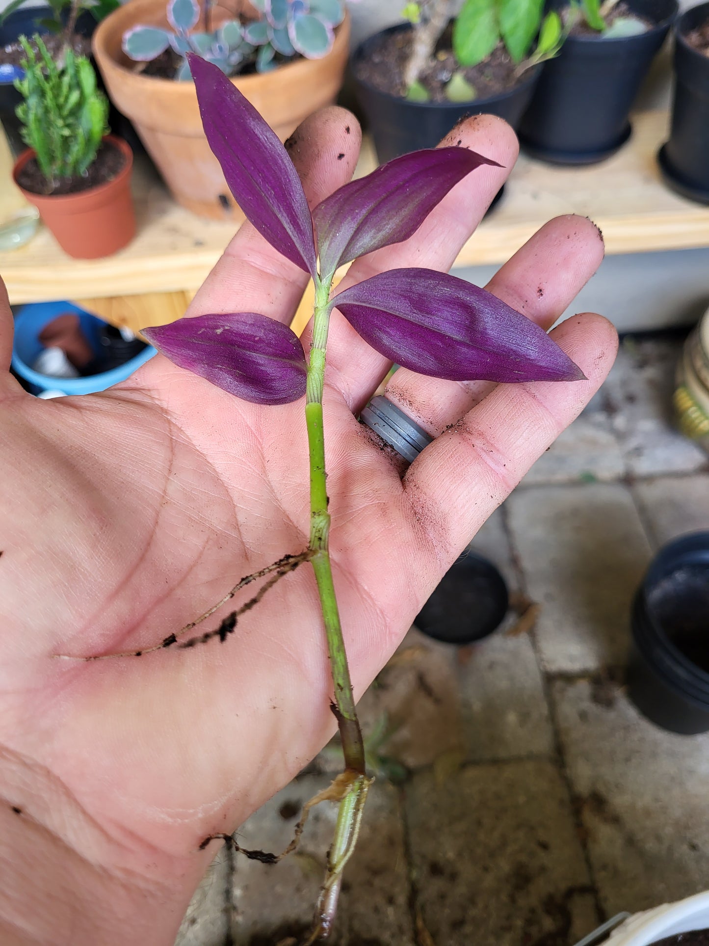 Purple Spiderwort