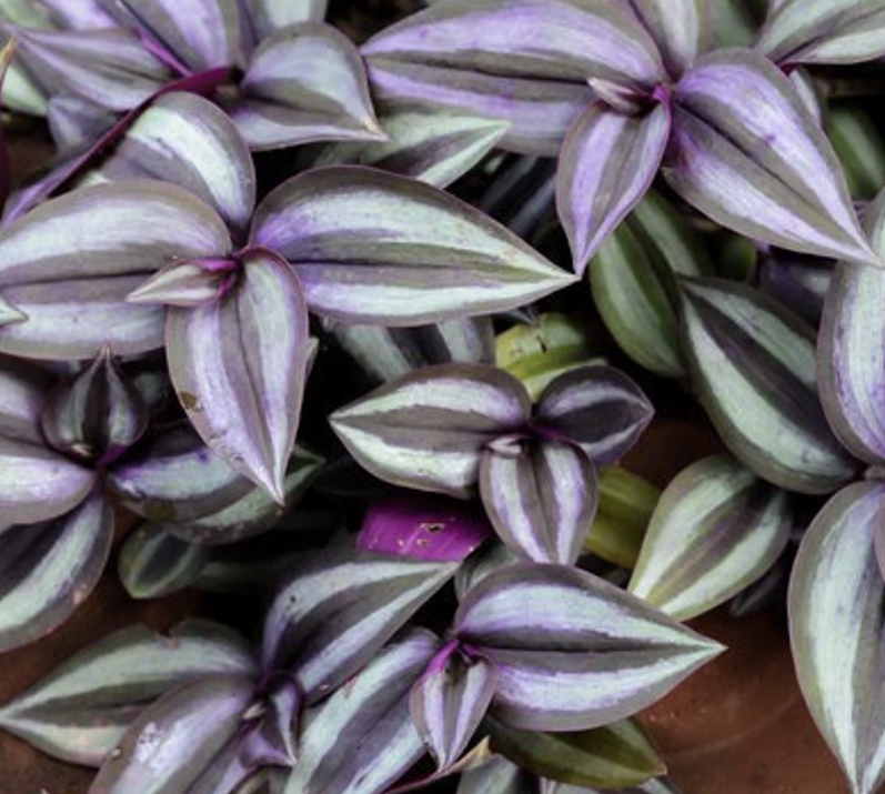 Purple Spiderwort