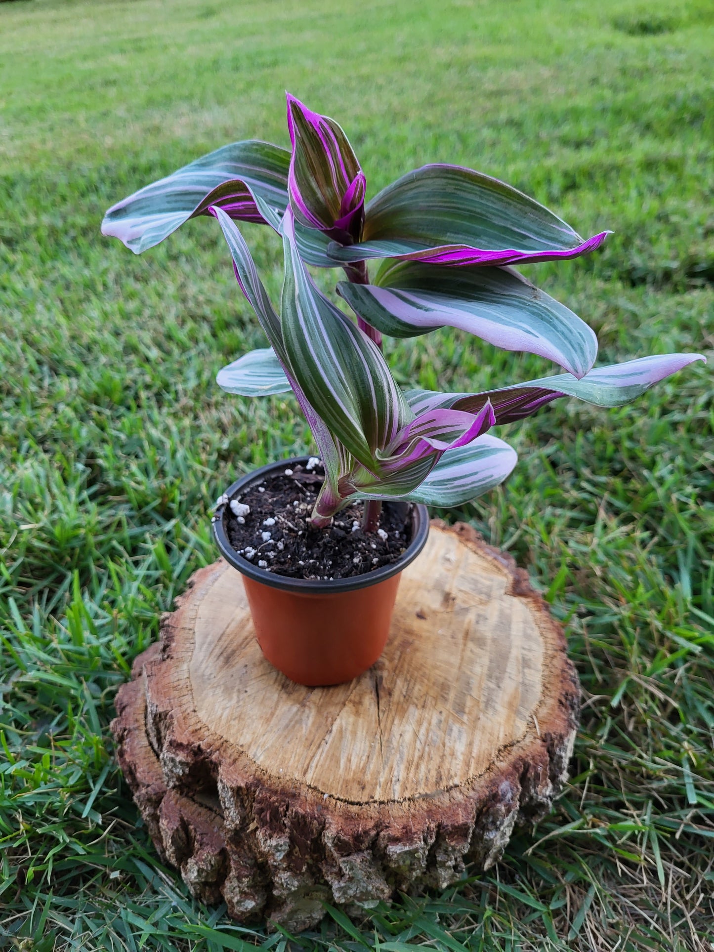 Rare Tradescantia Nanouk Lilac