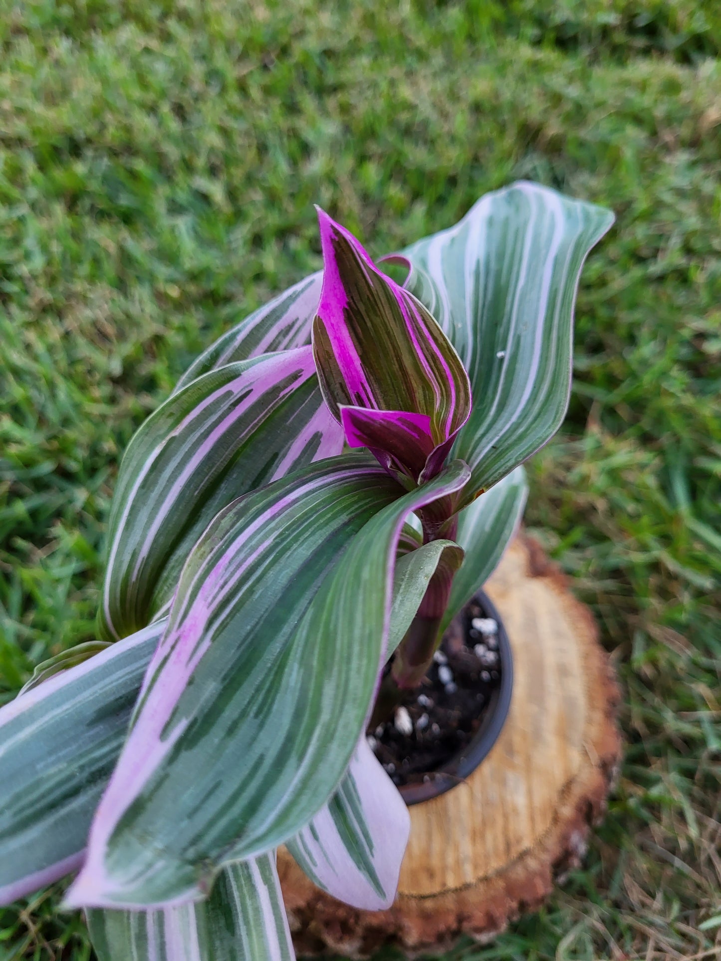 Rare Tradescantia Nanouk Lilac