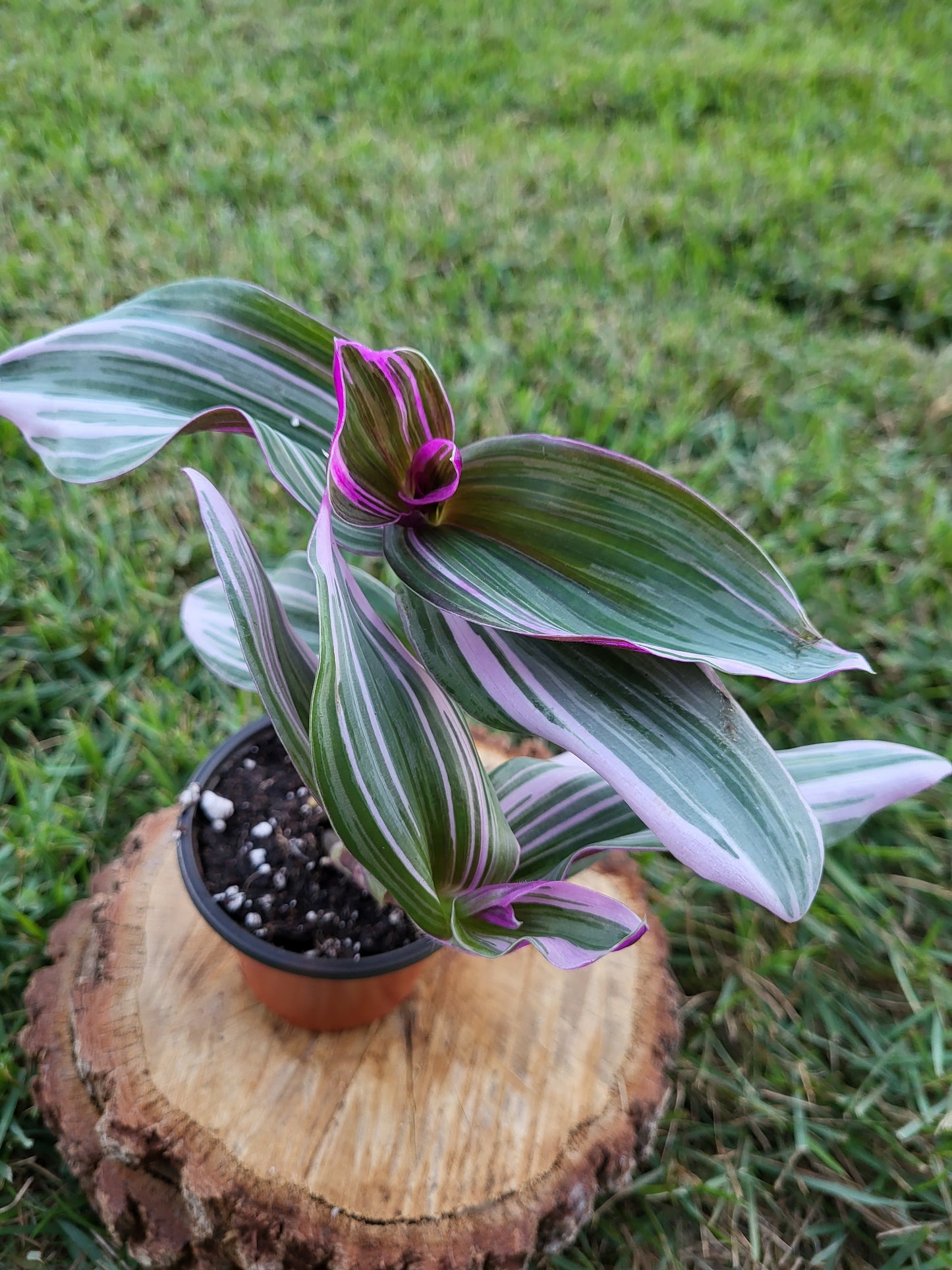 Rare Tradescantia Nanouk Lilac