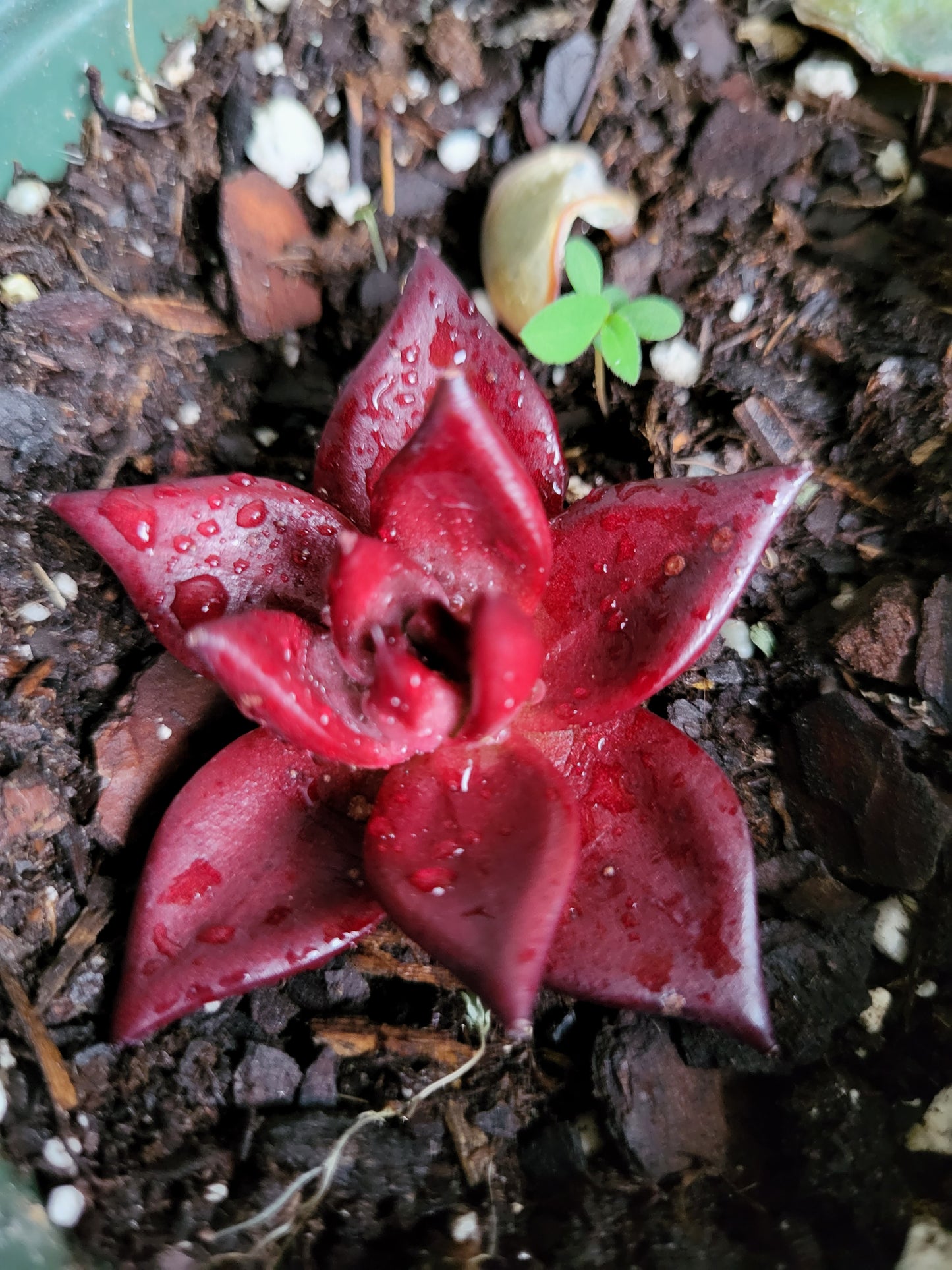 Romeo Rubin-Rare Succulent