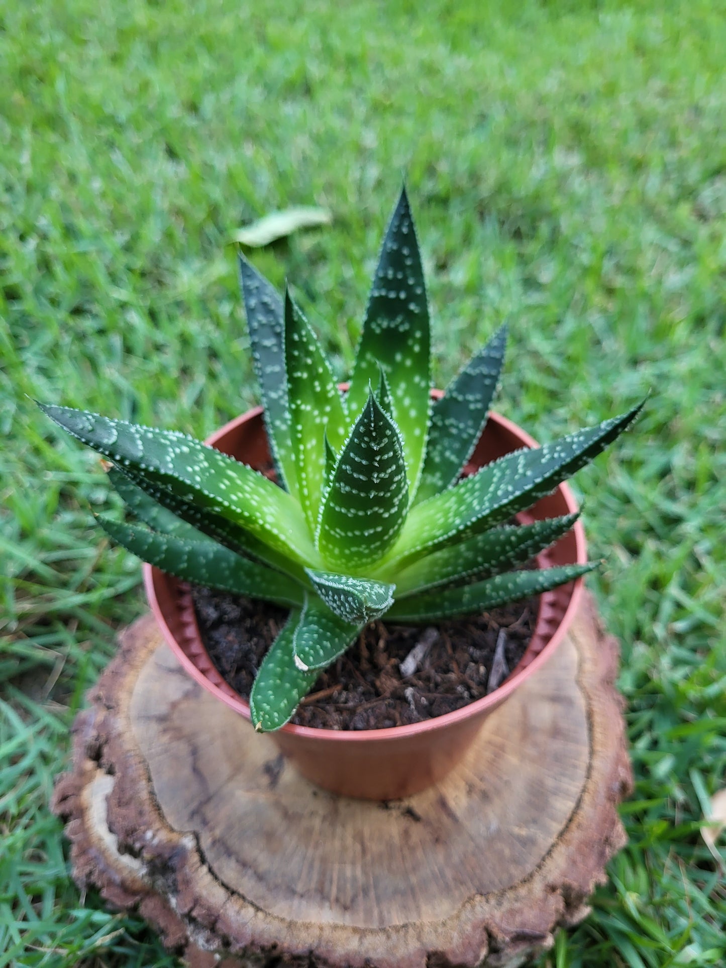 Short-Leaf Aloe