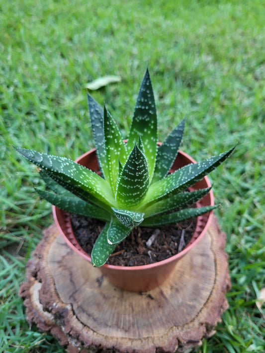 Short-Leaf Aloe