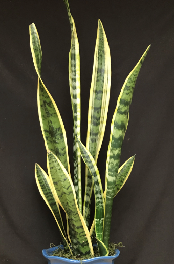 Snake Plant