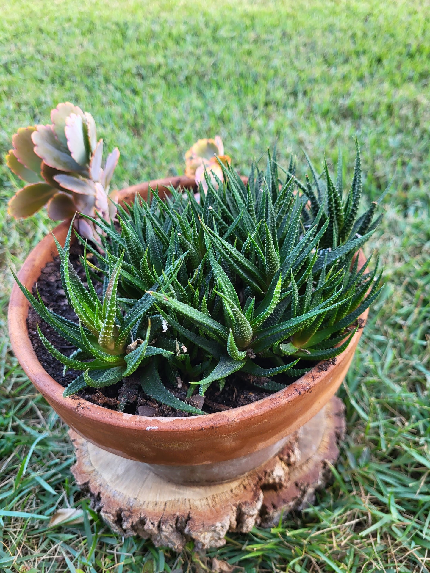 Zebra Haworthia Cluster