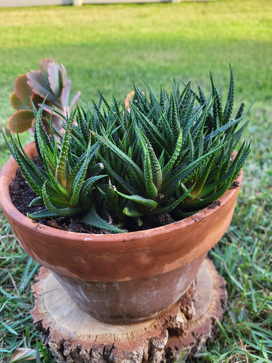 Zebra Haworthia Cluster